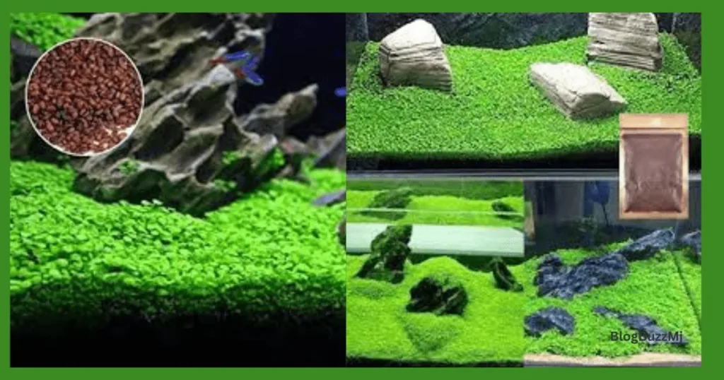 Aquascaping with rocks and plants