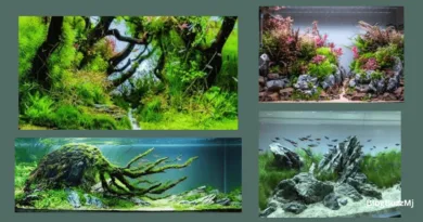 Aquascaping courses